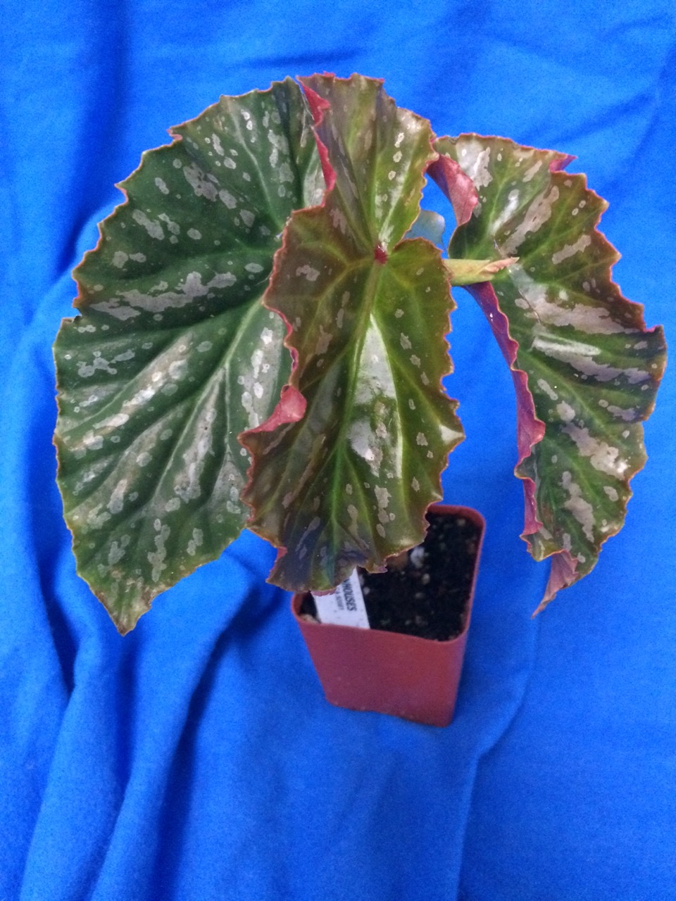 B. ‘Lady Lois’